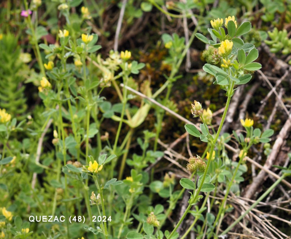 Medick, Small plant